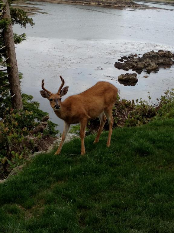 Cygnet Cove Suites Ucluelet Esterno foto