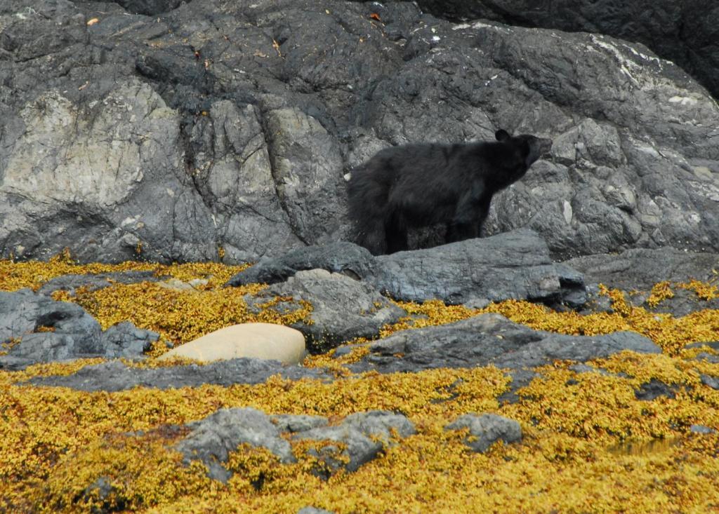 Cygnet Cove Suites Ucluelet Esterno foto