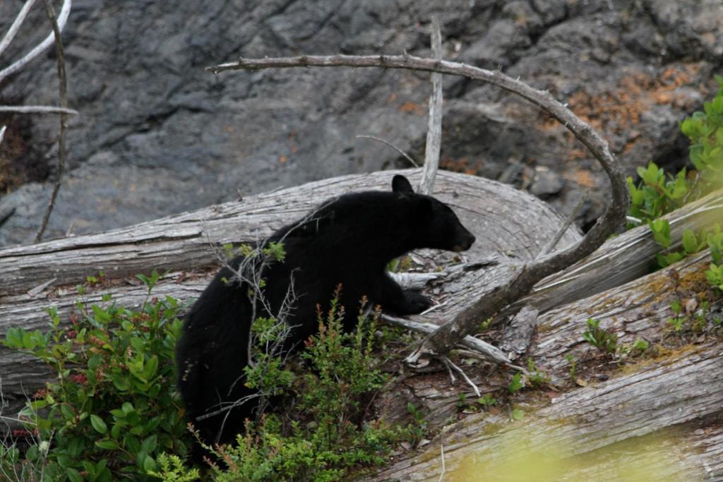 Cygnet Cove Suites Ucluelet Esterno foto