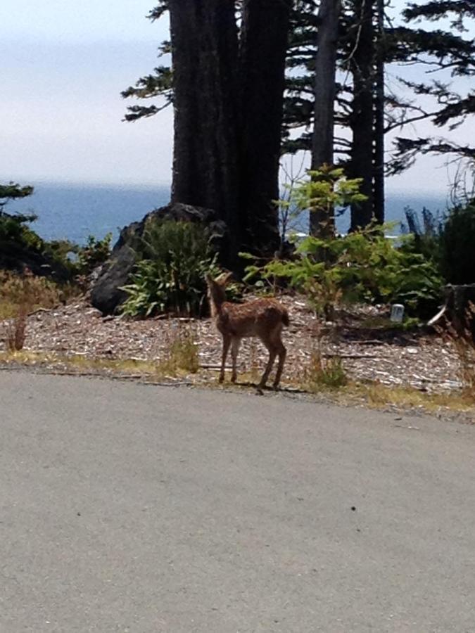 Cygnet Cove Suites Ucluelet Camera foto