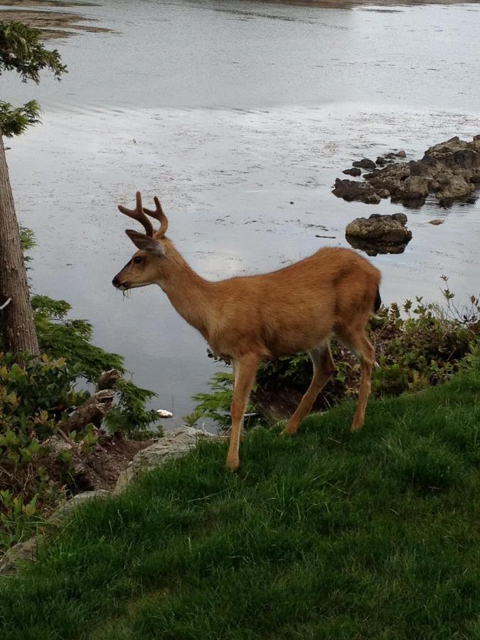 Cygnet Cove Suites Ucluelet Camera foto